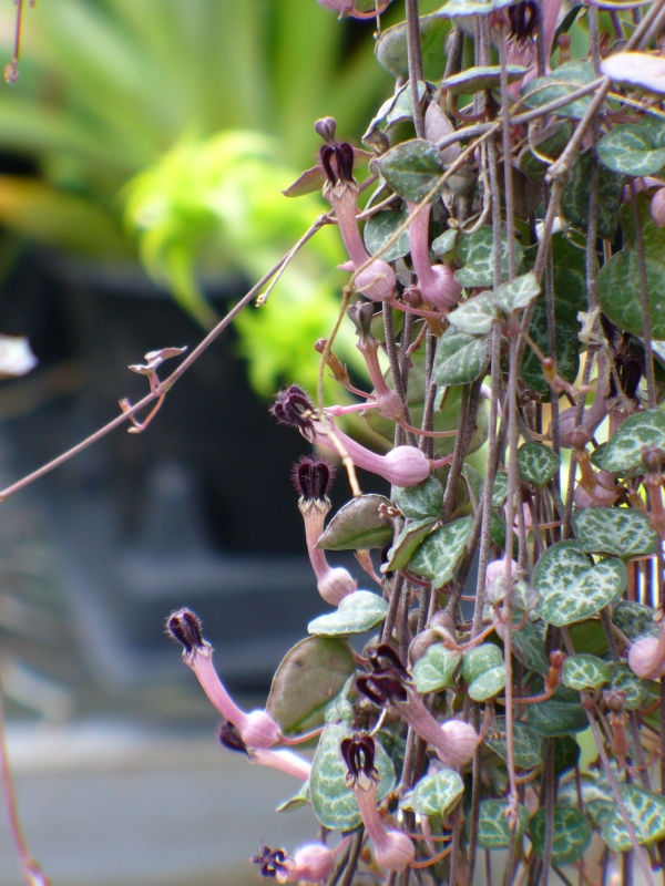 String of Hearts, Rosary Vine, Sweetheart Vine,Ceropegia linearis subsp woodii, C. woodii, copyright � almostedenplants.com